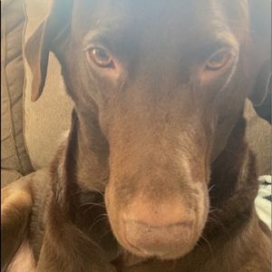 Meet your Posher, Abby